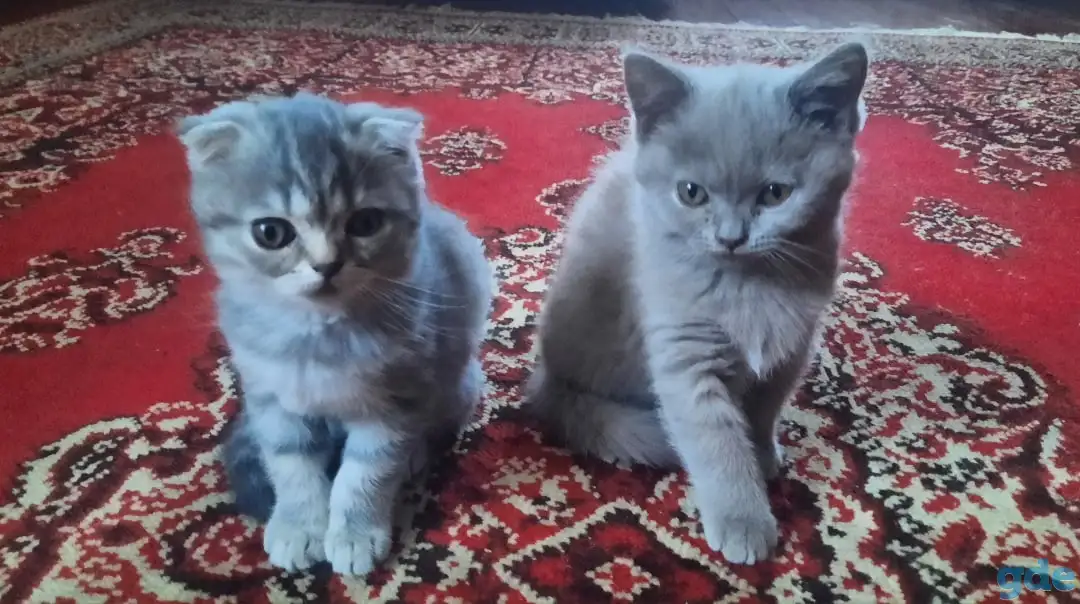 Британские кошечки, фотография 1