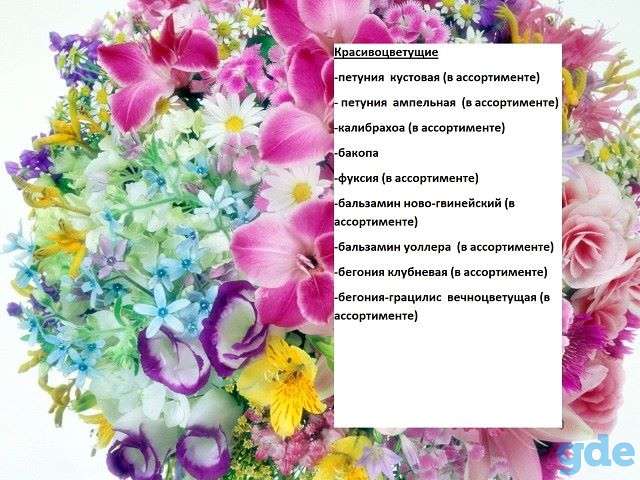 продам рассаду цветов, фотография 1