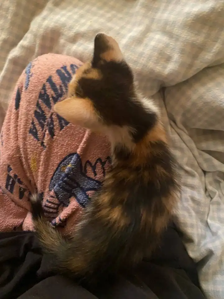 КОТЯТА В ДОБРЫЕ РУКИ ОЧЕНЬ СРОЧНО, фотография 2