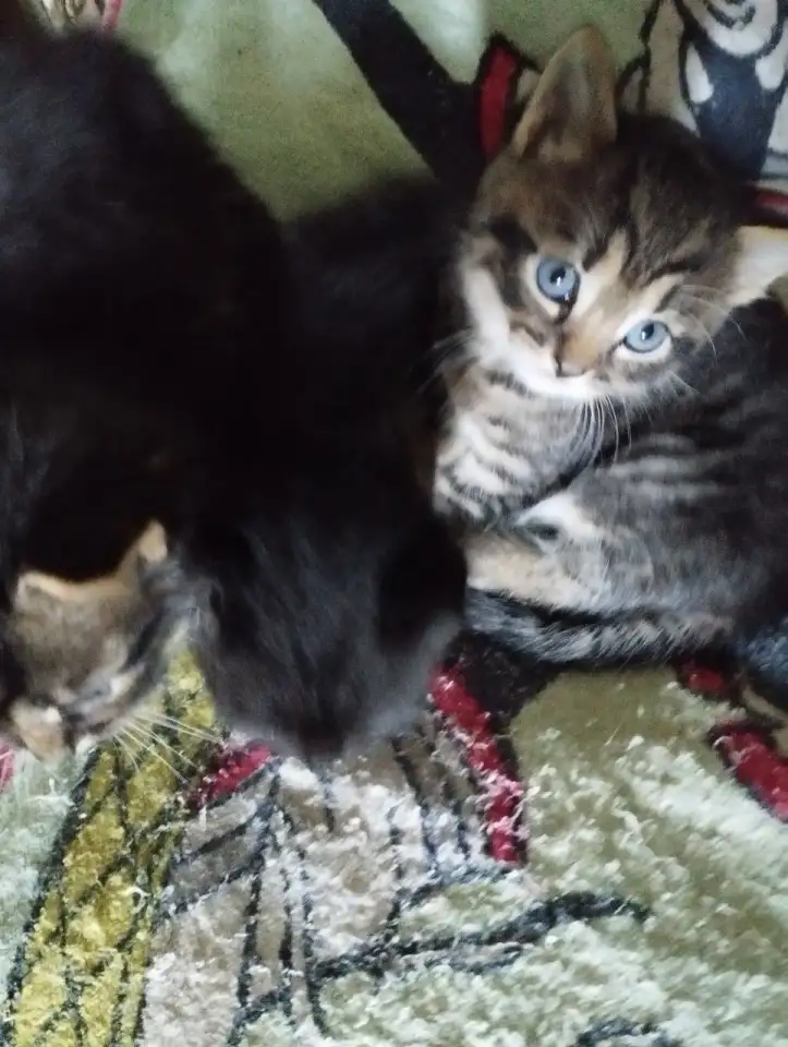 Кормящей кошке и котятам нужна передержка, дом и помощь!, фотография 1