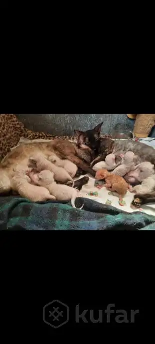 Корниш рекс бронь котят, фотография 1