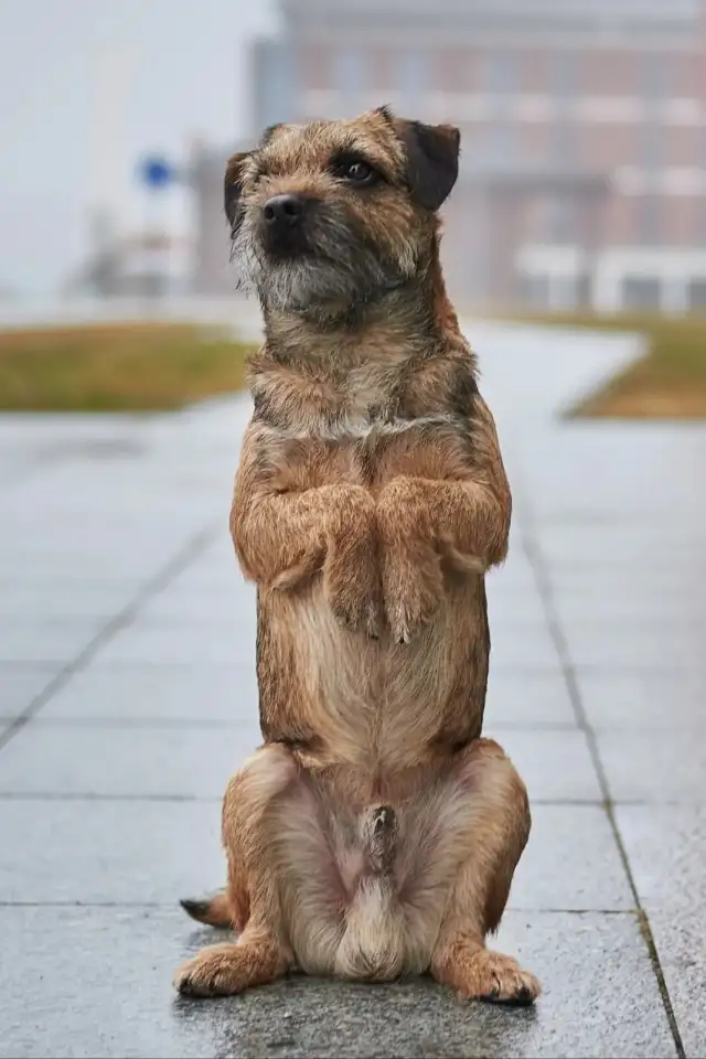 Бордер терьера щенки, фотография 4