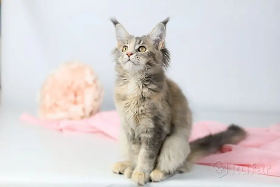 Котята Мэйн-куна, фотография 2