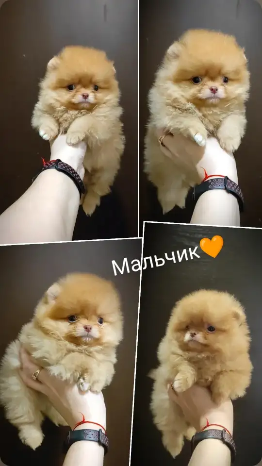 Померанский шпиц, щенки. Мини мишки, фотография 2