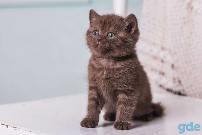 Британский  котенок  из питомника, фотография 2