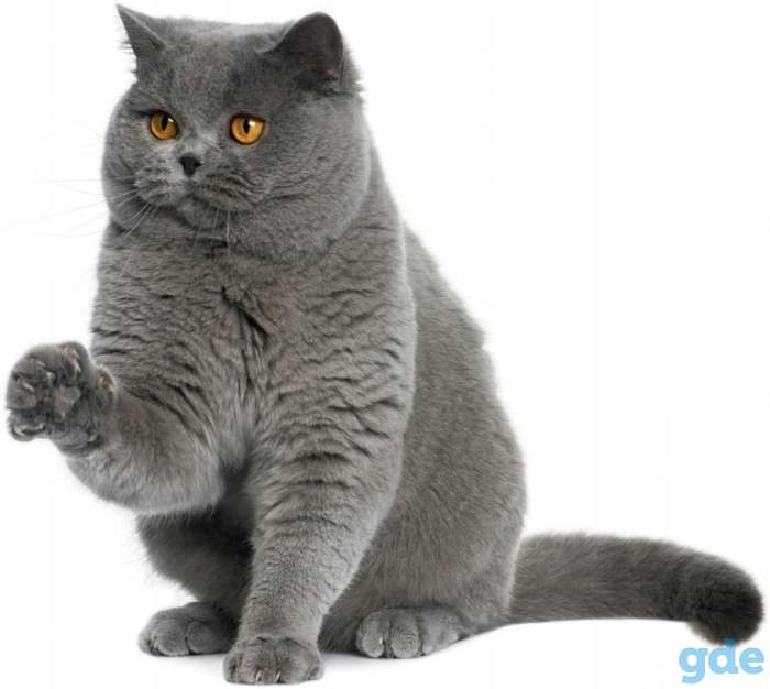 Кот  Мартин.  Вязка, фотография 1