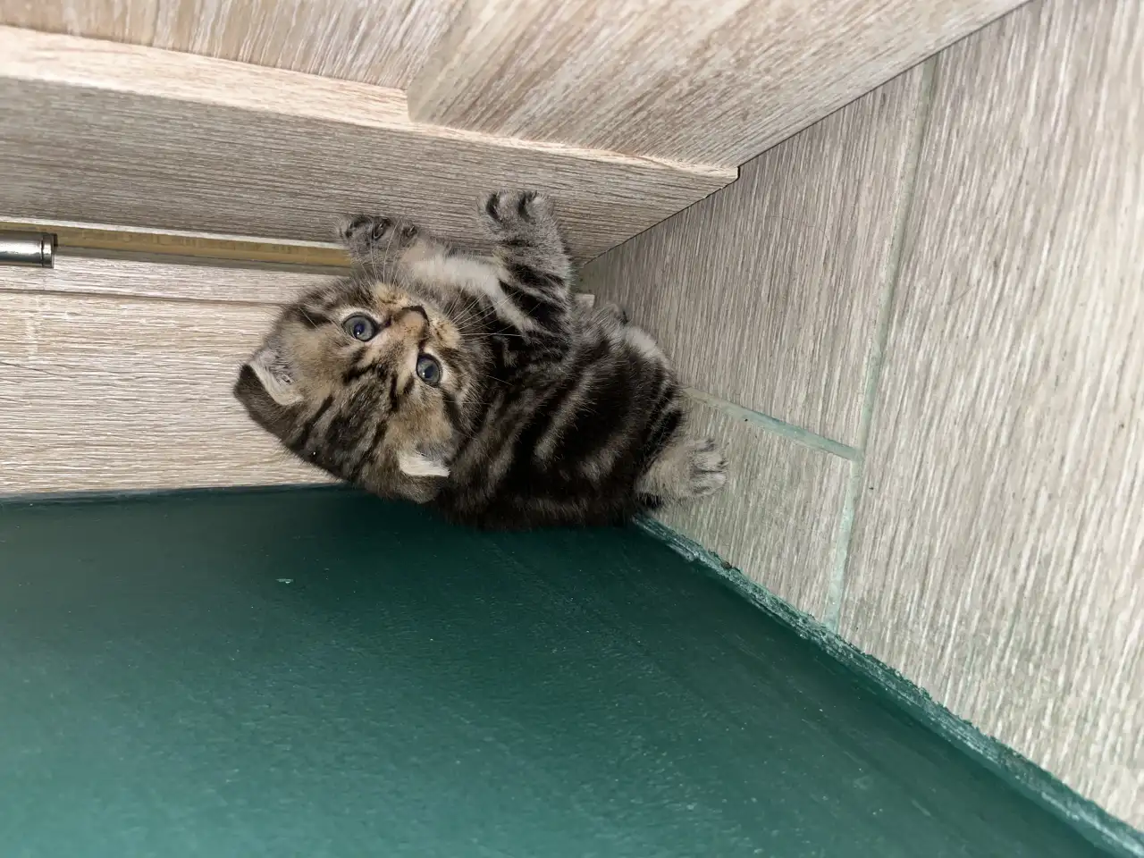 Шотландские котята, фотография 8
