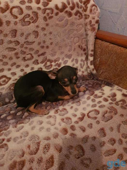 Той- терьера , щенята, фотография 3