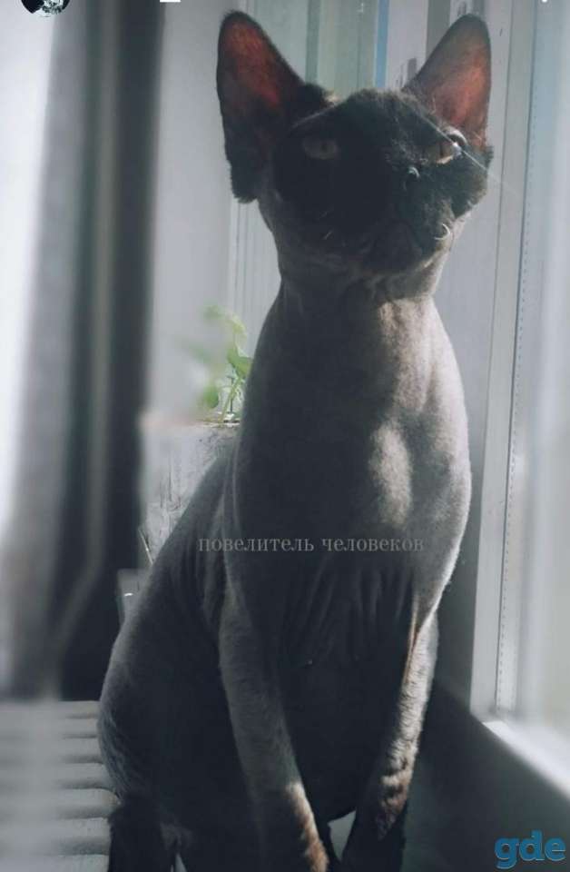 Отдам сфинкса в добрые руки, фотография 1