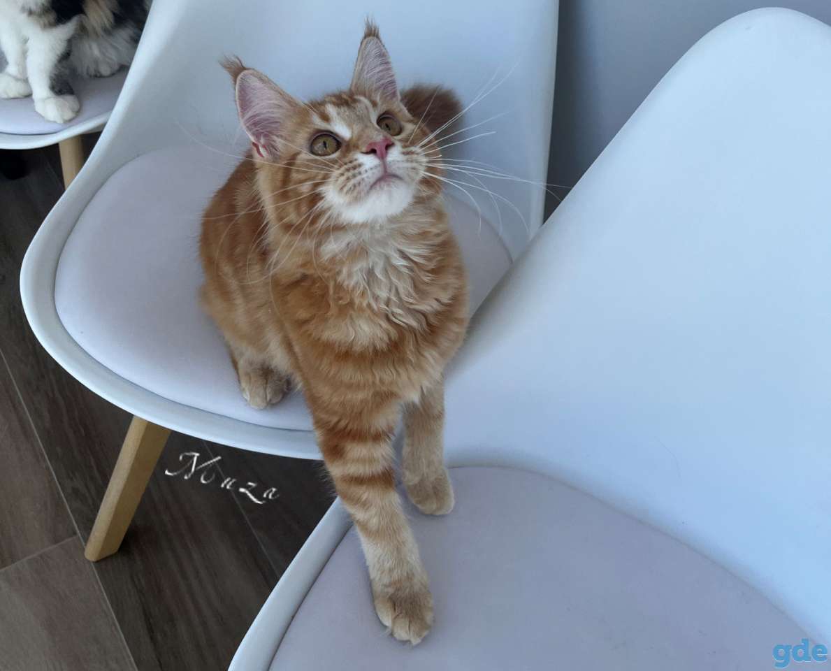 Чистокровные котята МЭЙНКУН, фотография 2