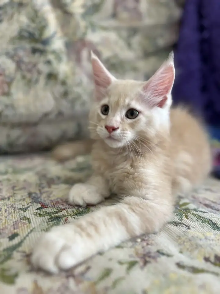 Котенок породы мейн-кун, фотография 4