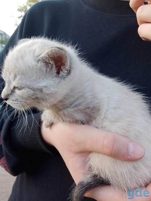Котенок в добрые руки, фотография 4