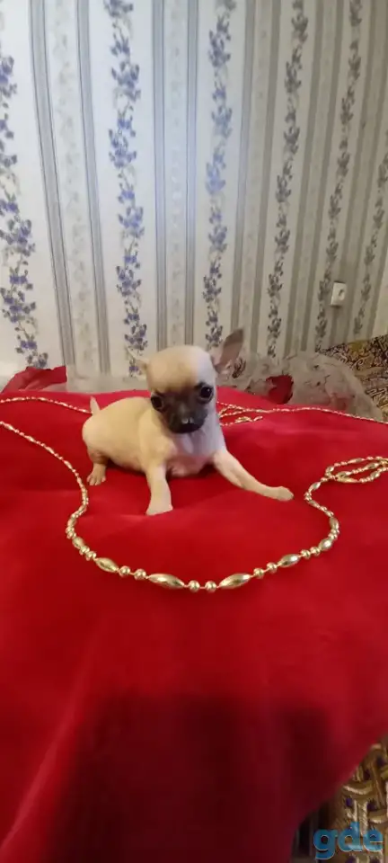 Чихуахуа мини девочка щеночек, фотография 4