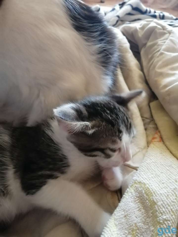 Отдам котёнка в хорошие руки, фотография 3