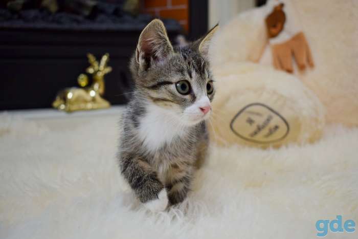 Котята красавцы ищут дом!, фотография 7