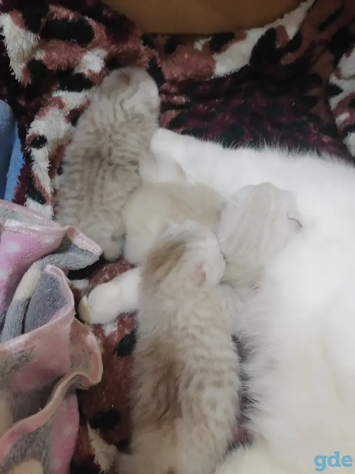Котята, фотография 1