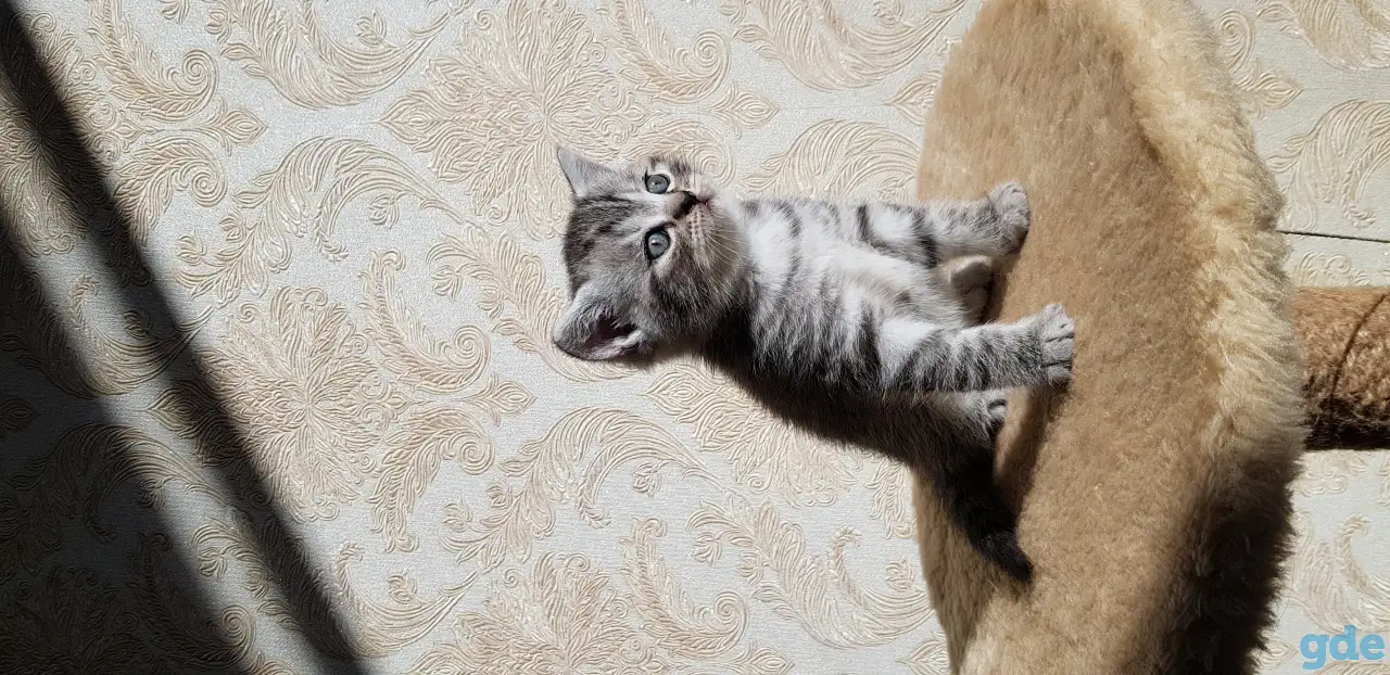 Котята шотландской прямоухой, фотография 4