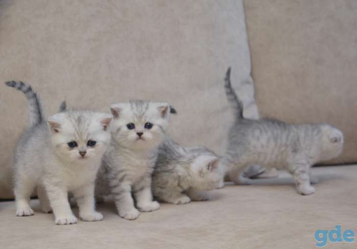 Продажа шотландских котят, фотография 1