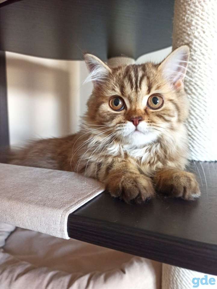 Скоттиш Страйт Девочка, фотография 1