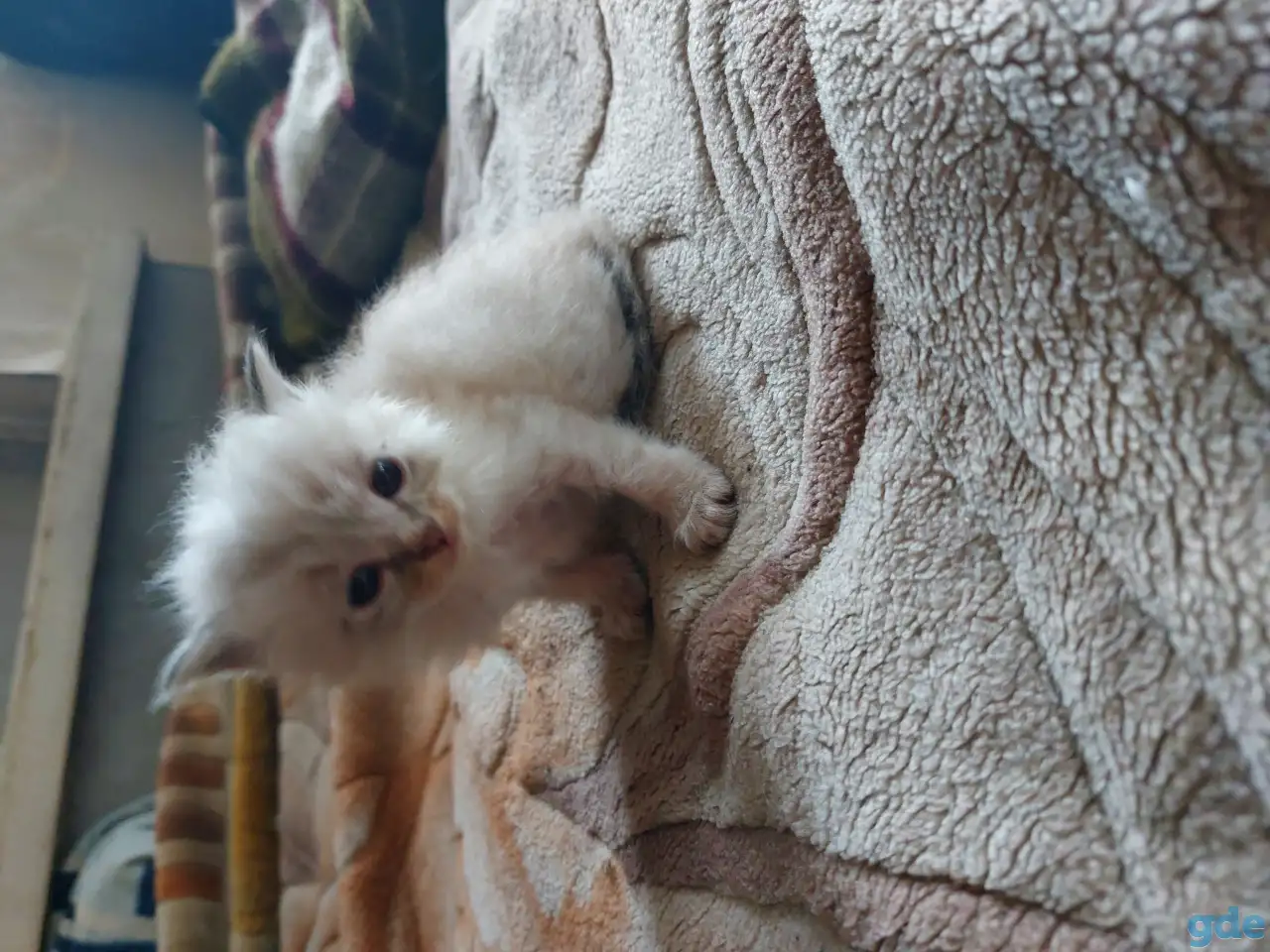 Котята в дар, фотография 3