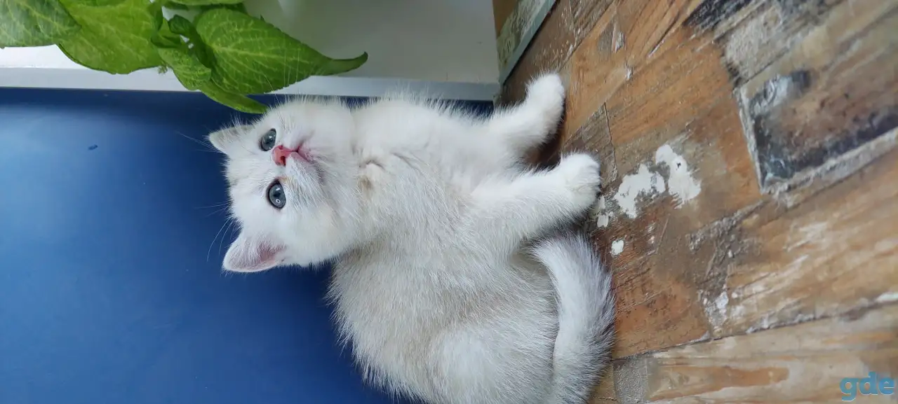 Котята, фотография 3