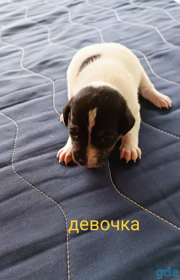 Щенки, фотография 5