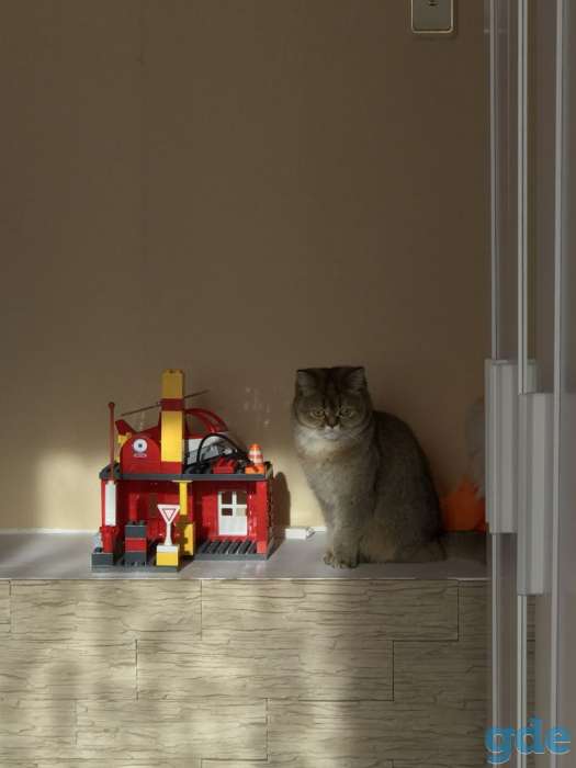 Котята шотландцы вислоухие, фотография 9