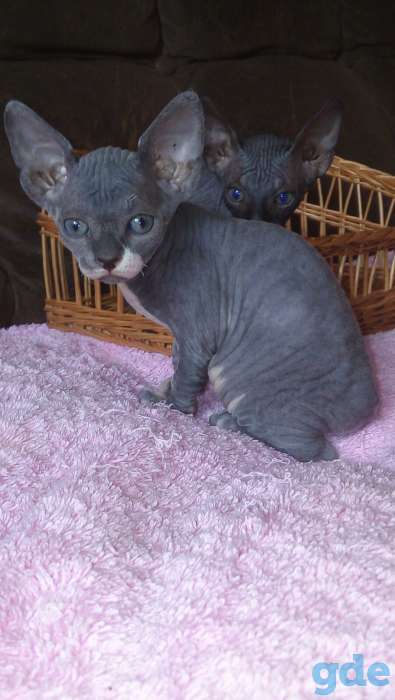Котята сфинкса, фотография 4