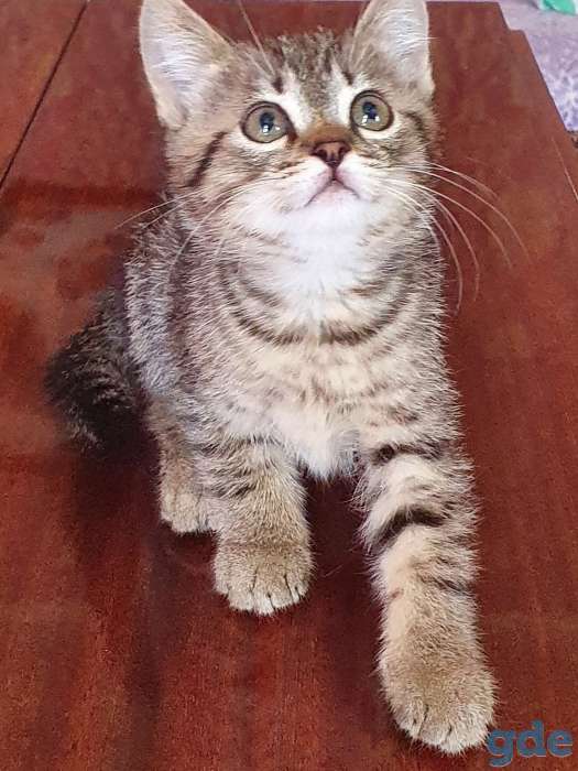 Котята. Отдам в добрые руки котят, фотография 1