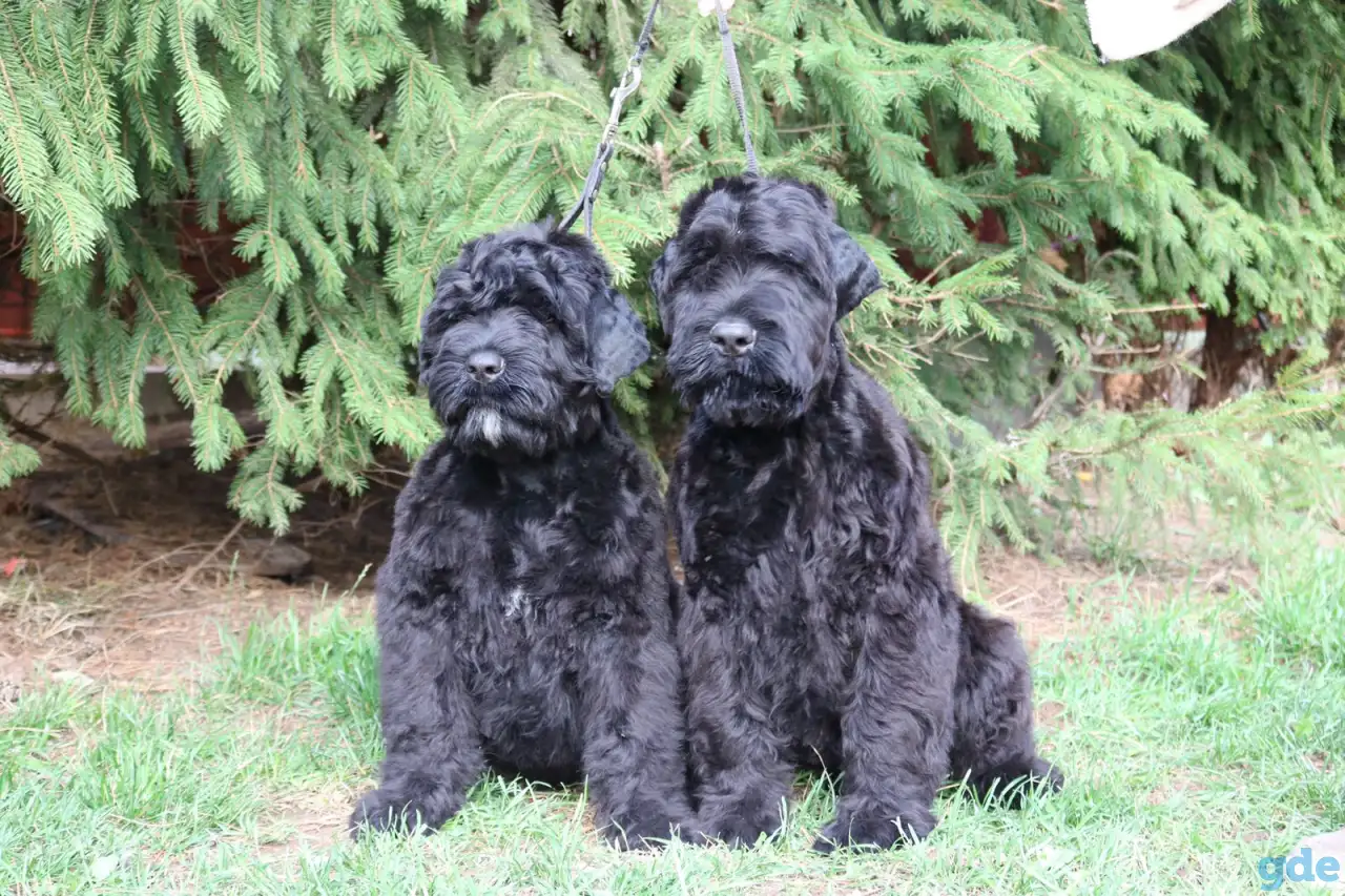 Щенки Русского чёрного терьера, фотография 1