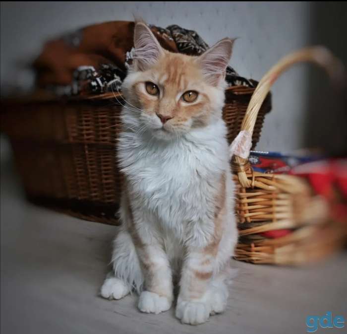 Мейн-кун котенок, фотография 2