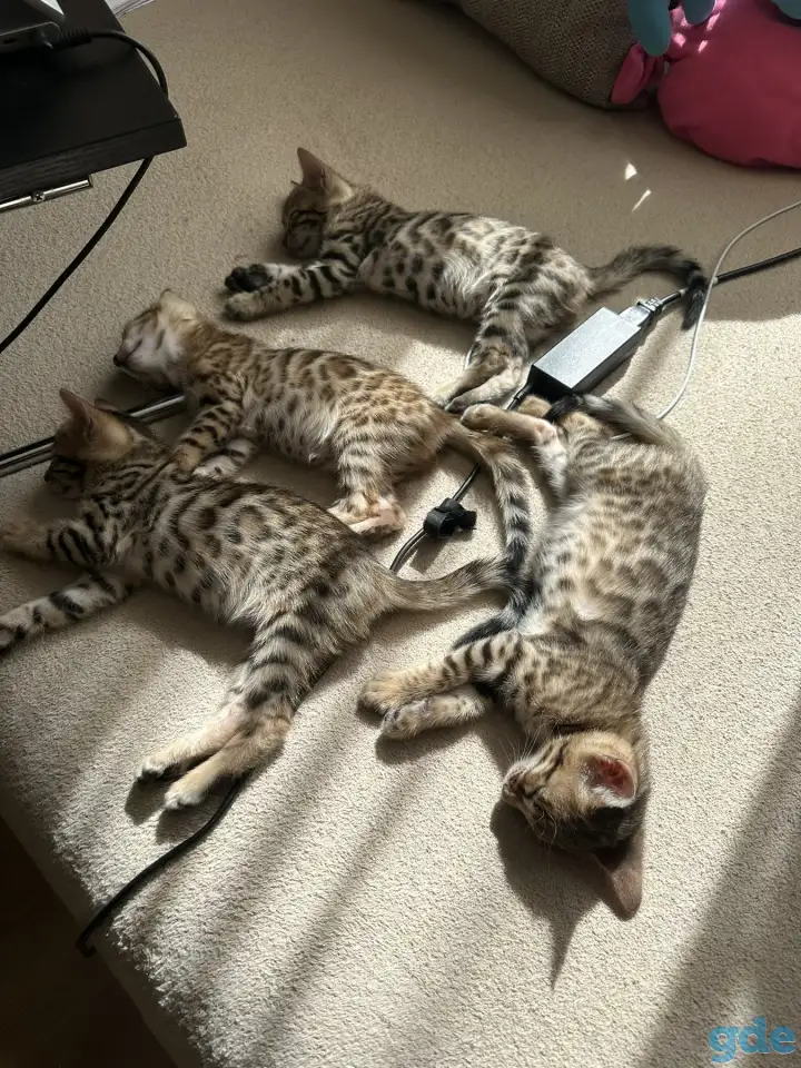 Котенок бенгальский, фотография 4