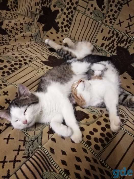 Отдадим котят в хорошие руки, фотография 2