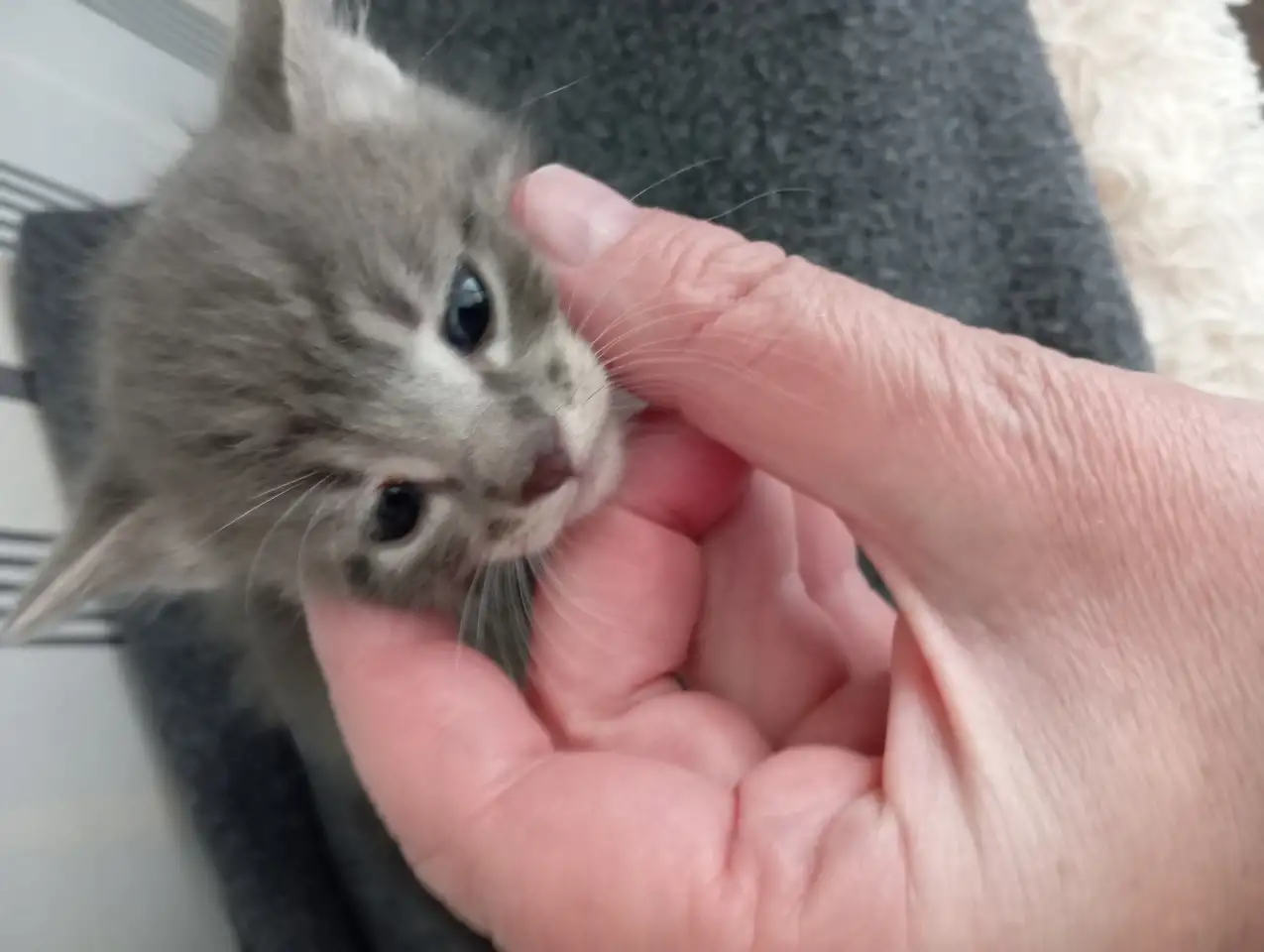 Отдам котят в добрые руки, фотография 1