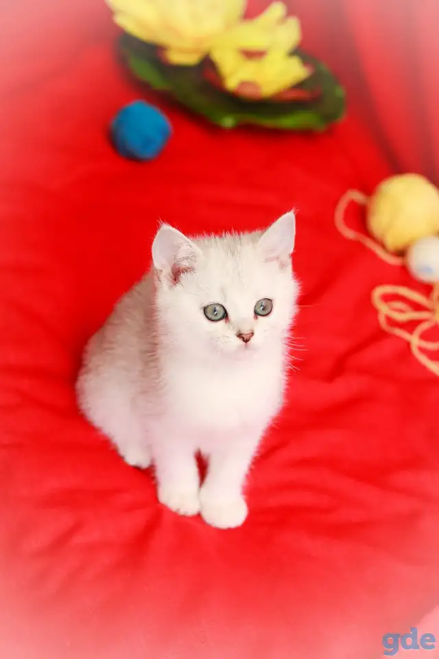 Котята британские, фотография 1