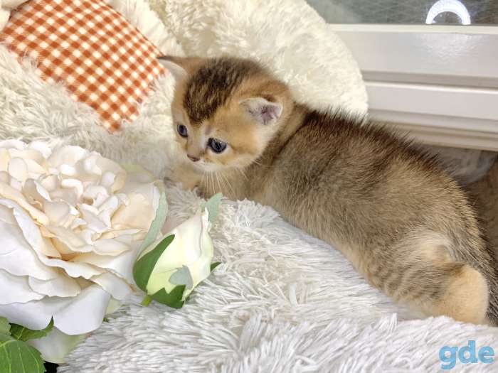 Котята шотландские ЗОЛОТАЯ ШИНШИЛЛА, фотография 3