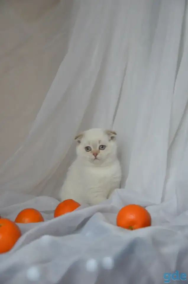 Шотландские котята, фотография 4
