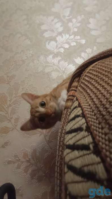 Котёнок в дар, фотография 5
