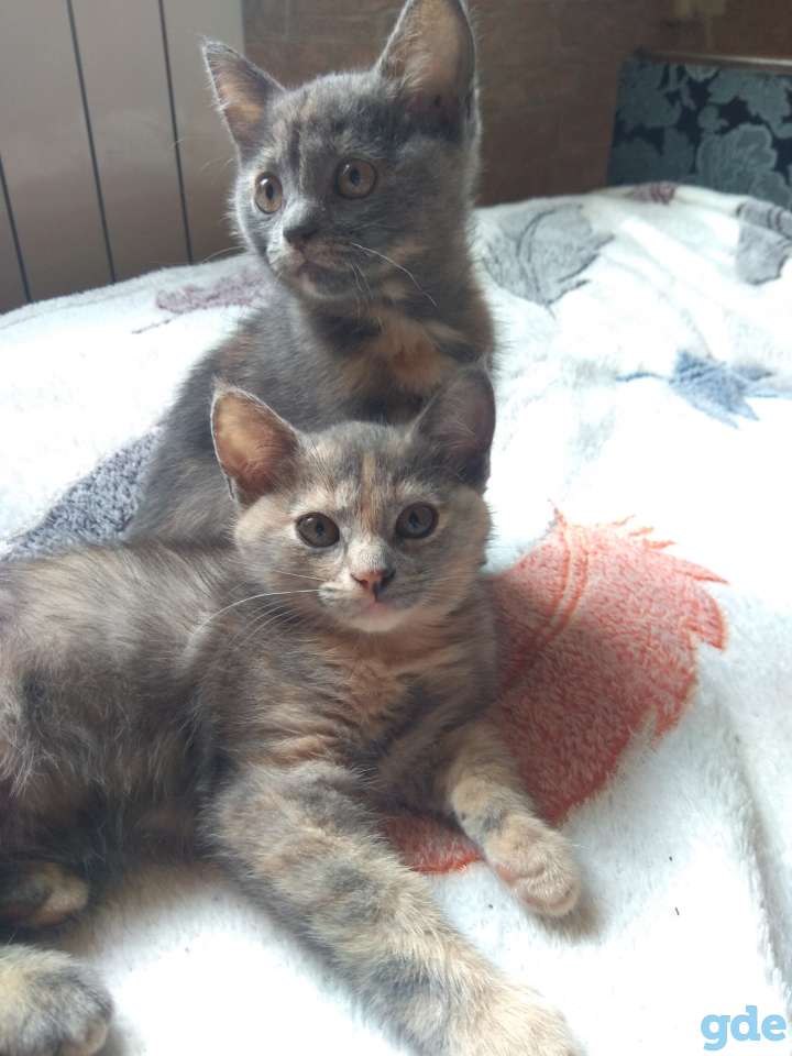 Котята в дар, фотография 3