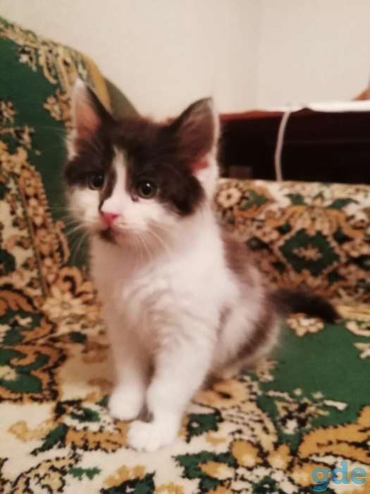 котята, фотография 1