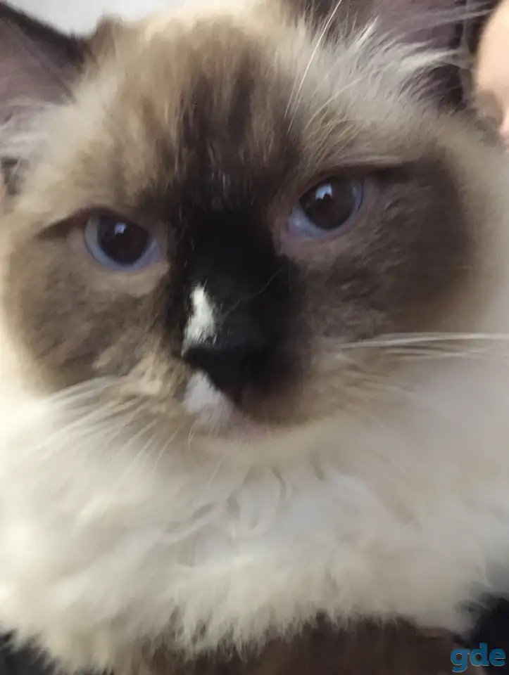 Котенок рэгдолл, фотография 5
