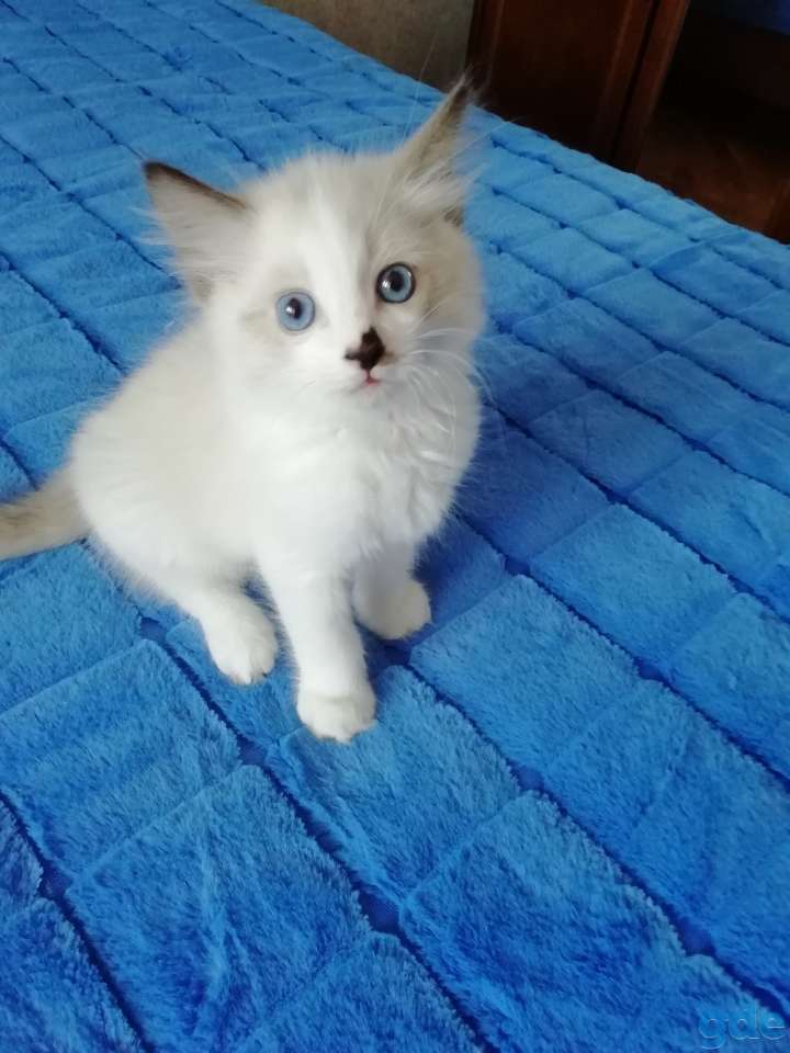 Котёнок Рэгдолл в любящую семью, фотография 3