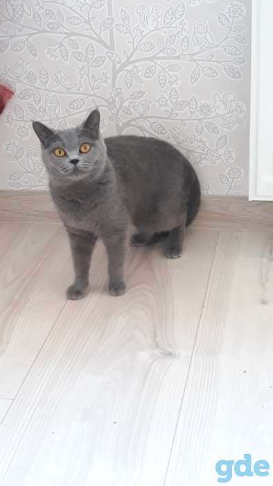Продам чистокровных котят, фотография 3