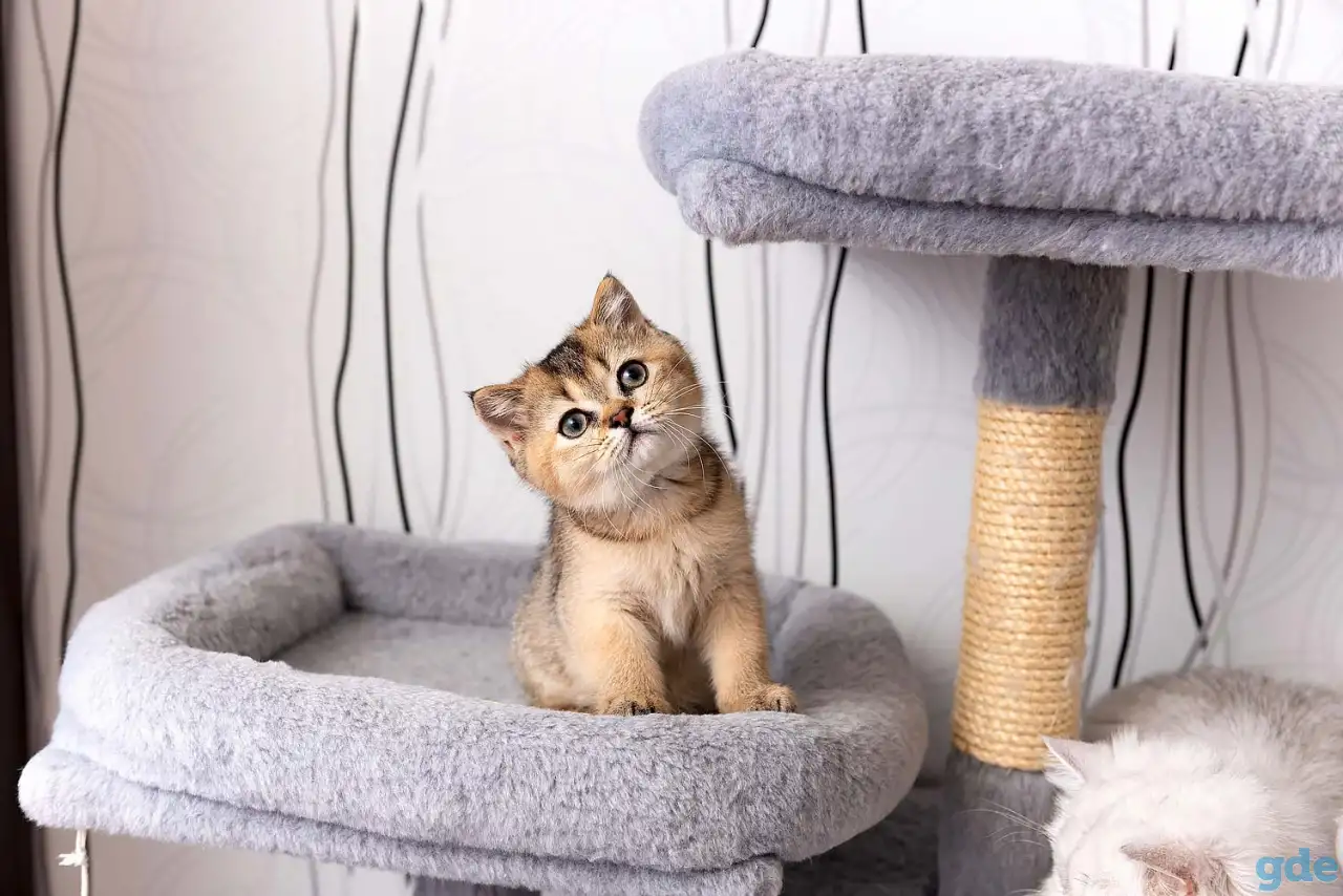 Шотландские котята, фотография 6