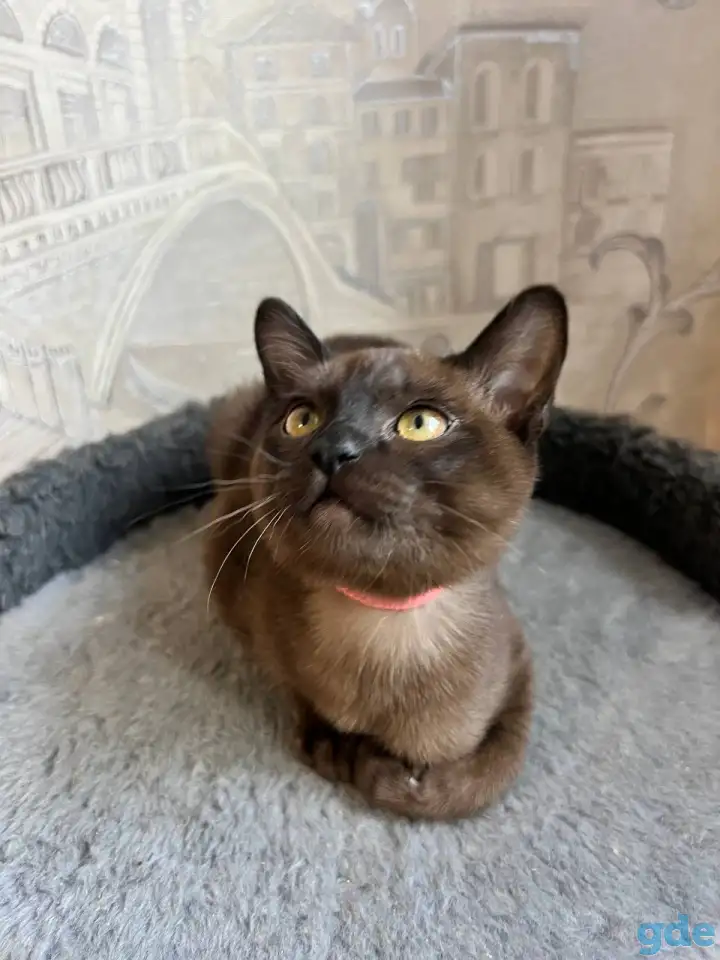 Котята европейской бурмы, фотография 4
