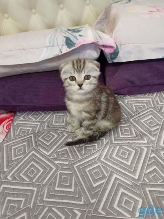 котята шотландские, фотография 1