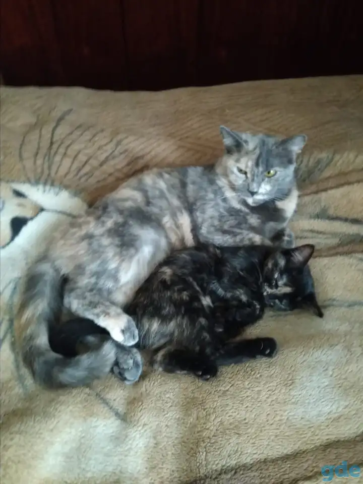 Отдам бесплатно котят от британцев, фотография 3