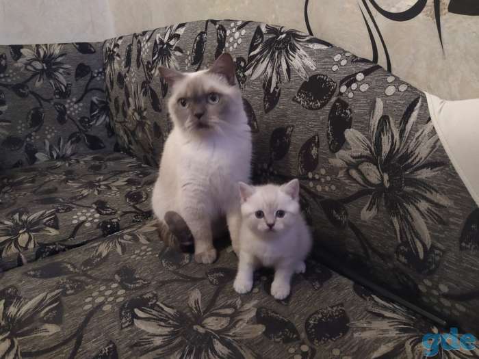 Британские котята редкого окраса, фотография 7
