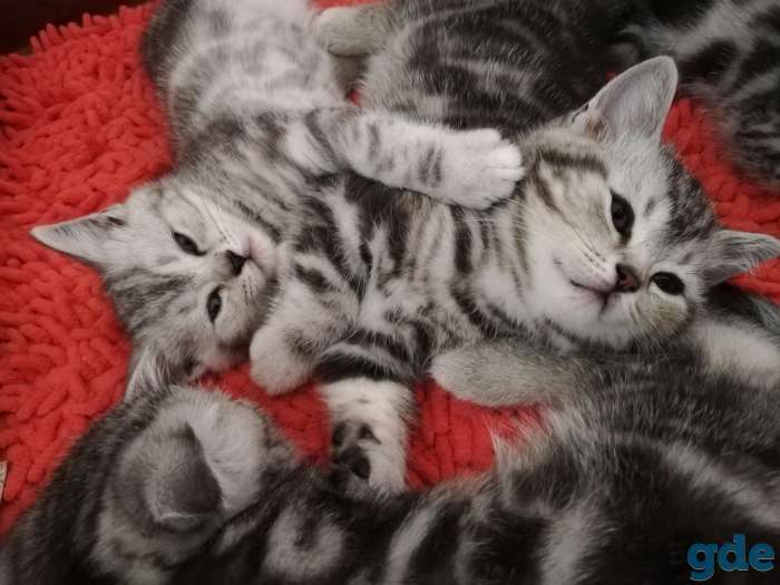 Шотландские котята, фотография 5