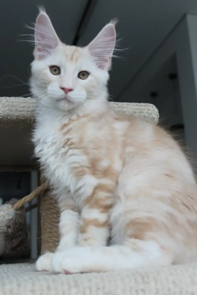 Мейн-кун котенок!, фотография 1